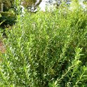Pittosporum heterophyllum P2D